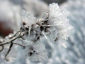 Ice Iris. Author: G.Goodwin Jr. Creative Commons.